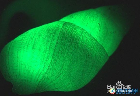 盘点自然界中的十大发光生物