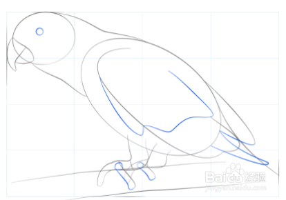 如何画非洲灰鹦鹉
