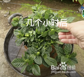 刚买回来的栀子花叶子蔫了怎么办