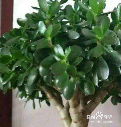 玉树“施肥”小窍门有哪些