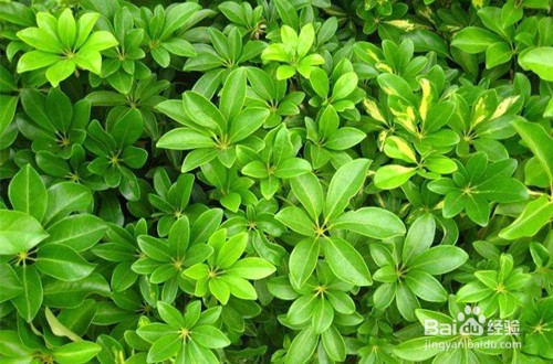 室内最好养的大型植物有哪些?