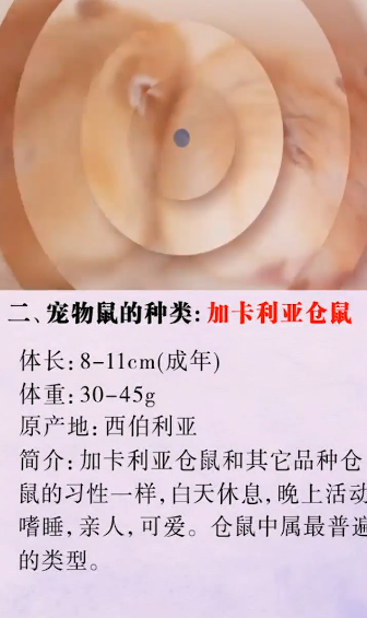 怎么辨别宠物鼠的种类