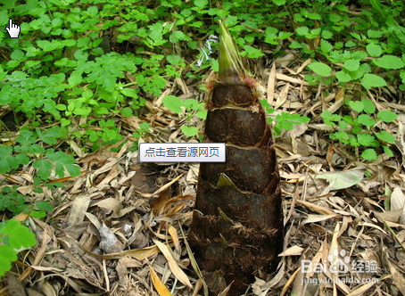 哪些食物不能放在一起吃