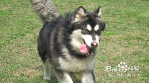 训练阿拉斯加犬养成稳定用餐的好习惯