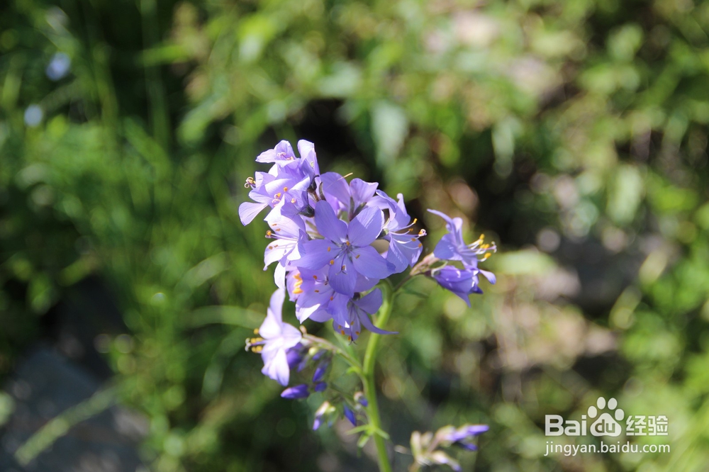 你没拍摄到的几种阿尔金山野生花草