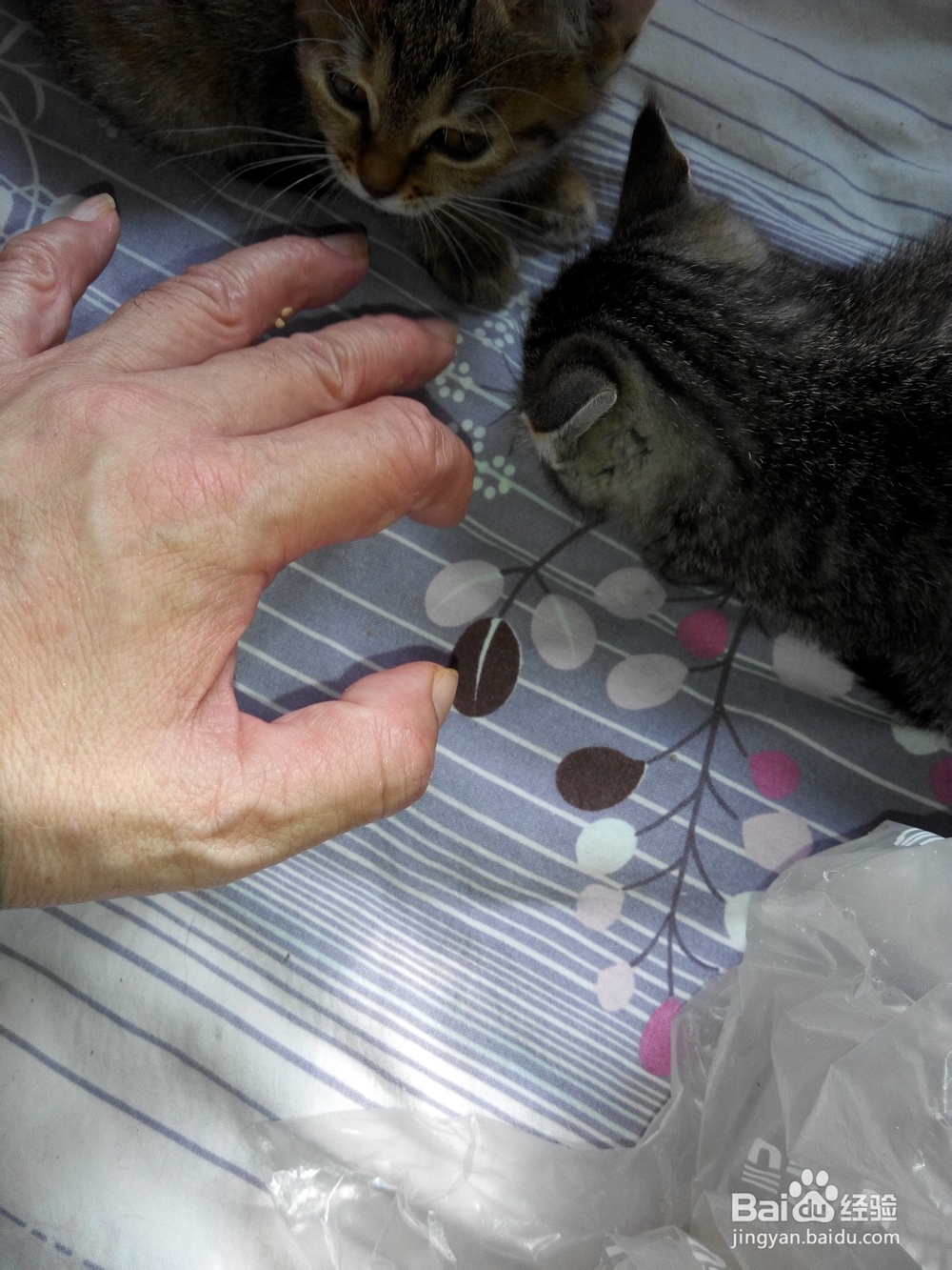 预防猫抓伤以及伤口处理