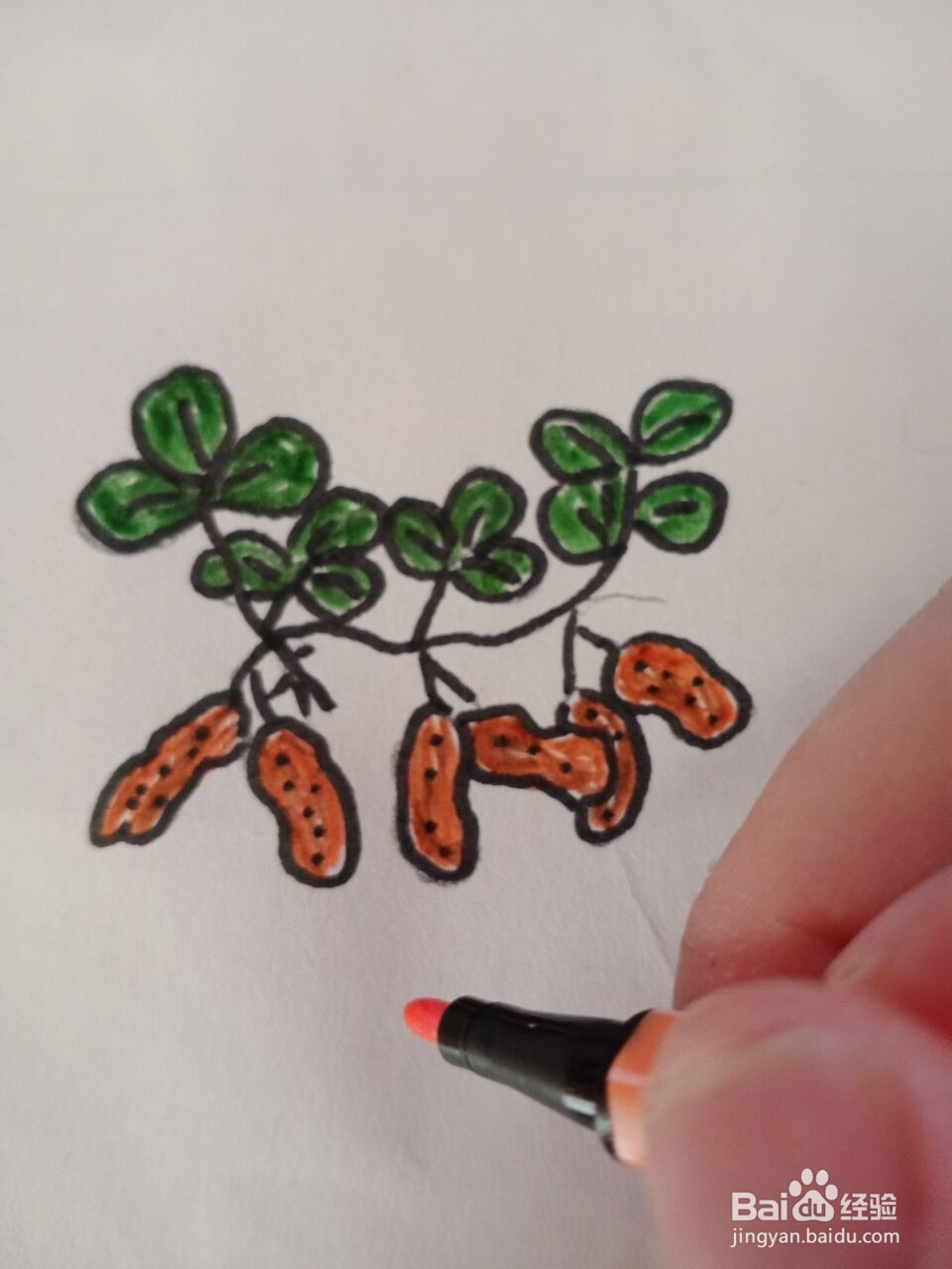 花生简笔画