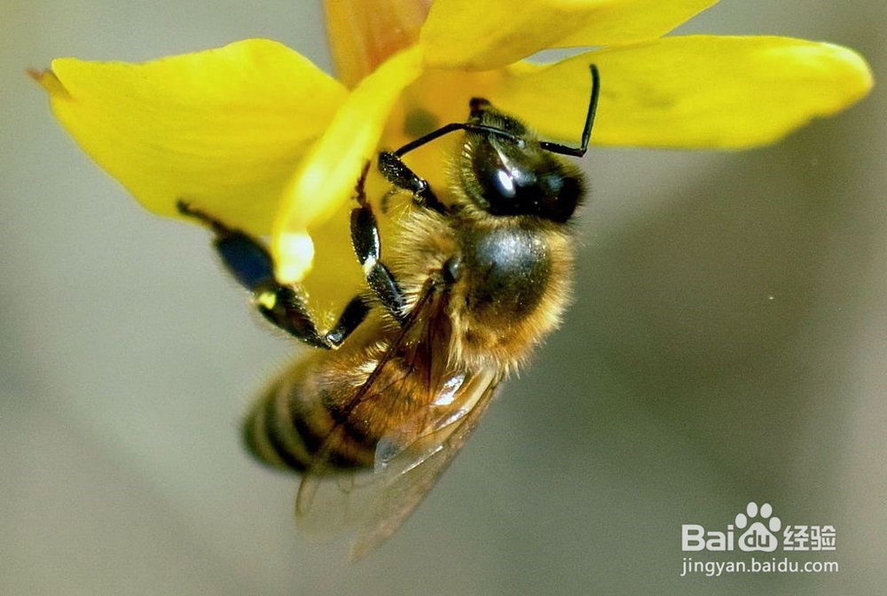 蜜蜂能够预测天气吗?