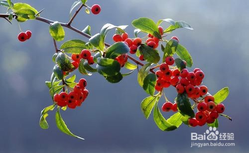 火棘果怎么吃