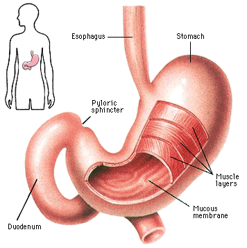糖尿病胃轻瘫吃什么好