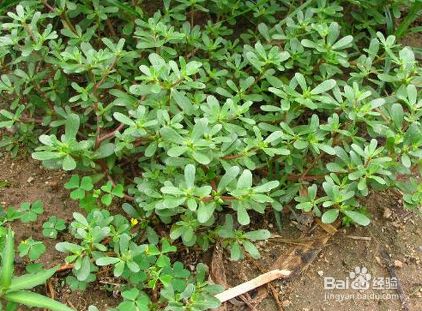 怀孕期间饮食禁忌：[2]孕期慎吃的食物