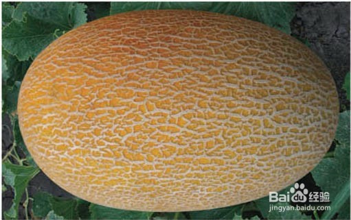 水果分公和母的技巧