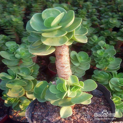 金钱木叶子发黄变软怎么办?