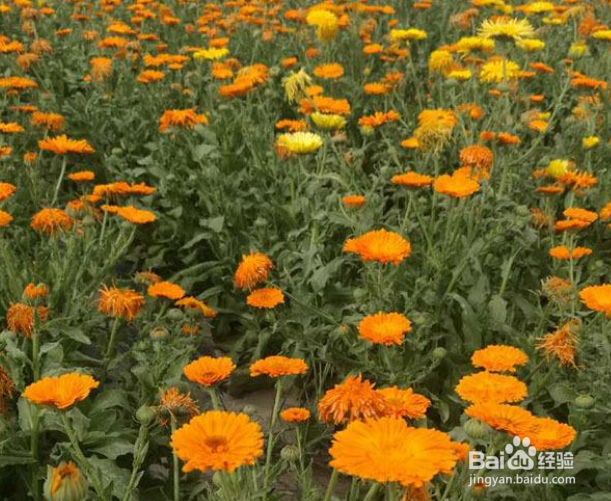 怎样栽培金盏菊?