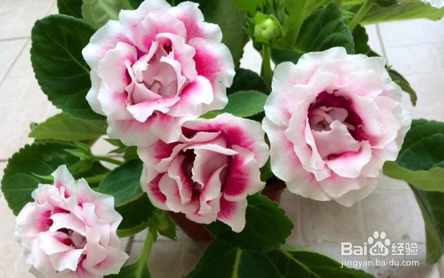 大岩桐怎么养 大岩桐养殖方法