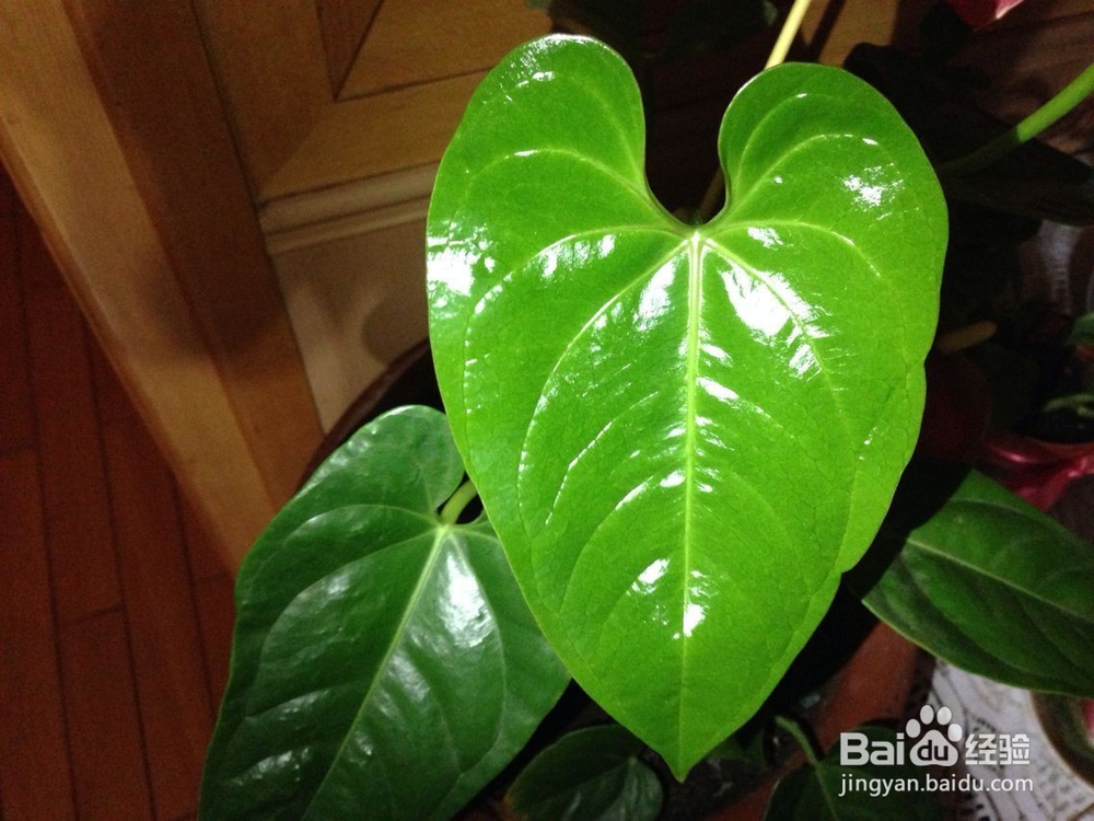 在家怎样饲养红掌？