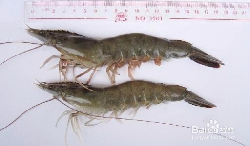 新建育苗池使用前应如何处理