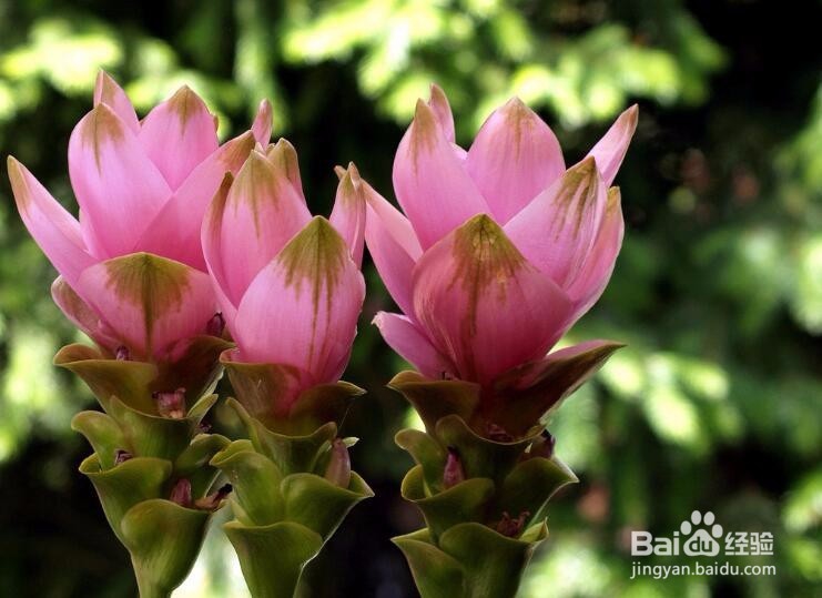 怎样来养护姜荷花