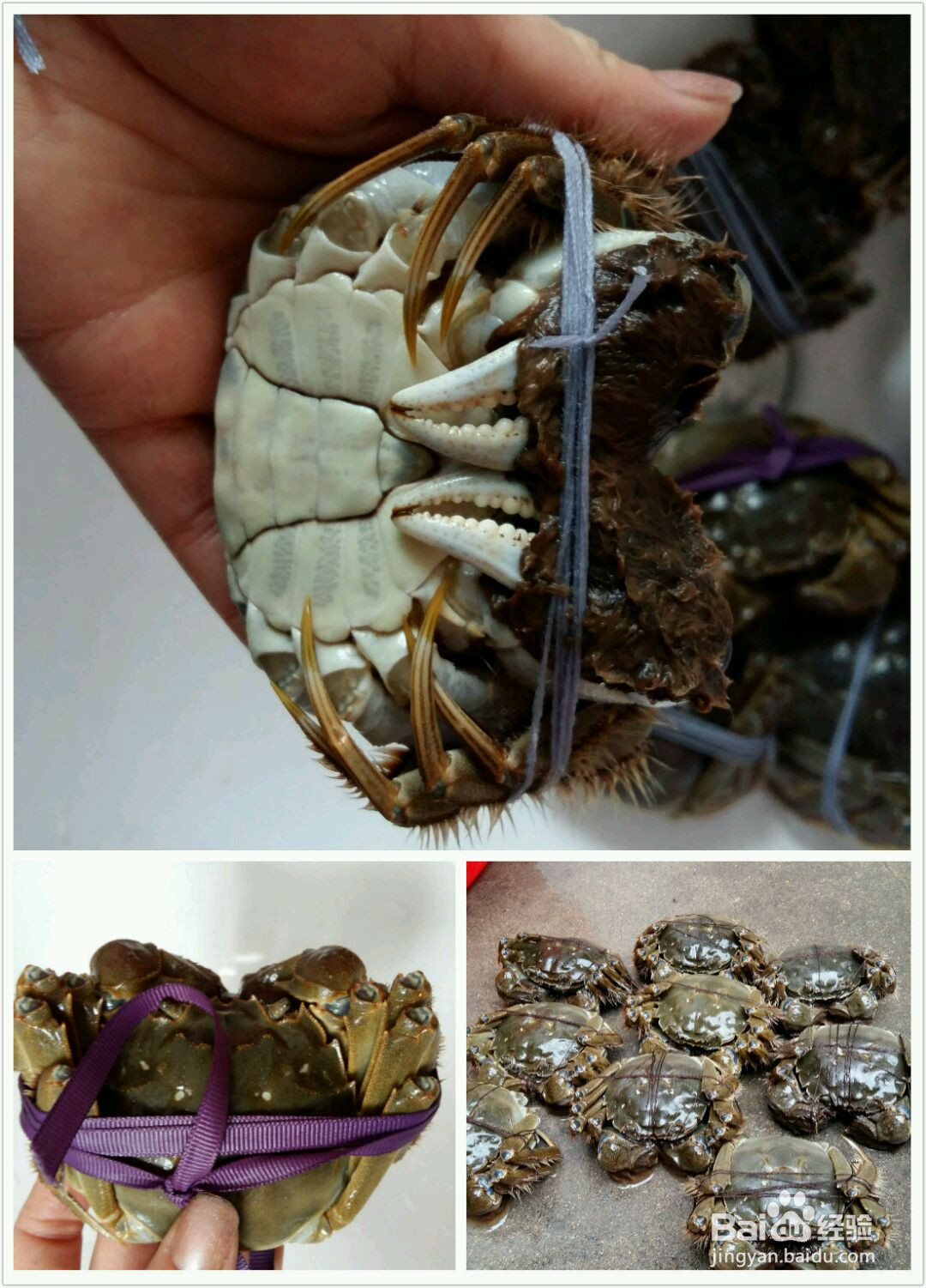 清蒸大闸蟹的做法