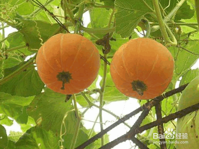 种植南瓜的注意事项