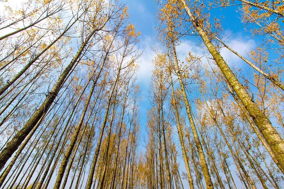 《白杨礼赞》白杨树的不平凡表现在_____________