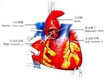 临床执业医师考试——内科学记忆口诀
