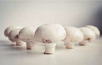 菌菇的营养价值有哪些？