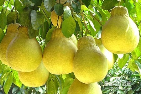 吃水果让你快速解酒