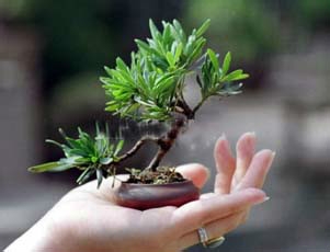 适合办公室的小植物