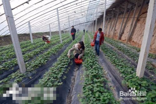 大棚草莓种植方法？