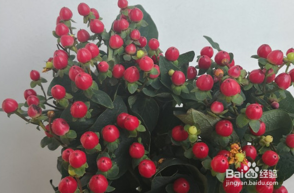 红豆鲜花水养方法