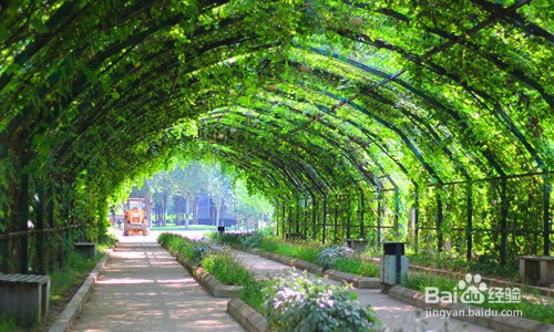 葡萄又大又甜的六个要点