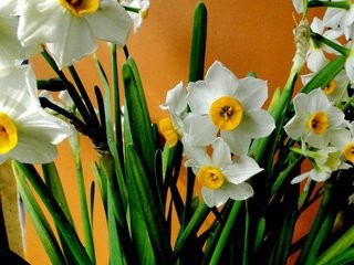 怎样挑选水仙头?