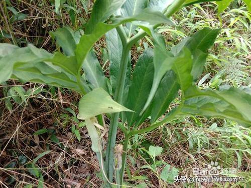 山苞米野菜怎麼吃