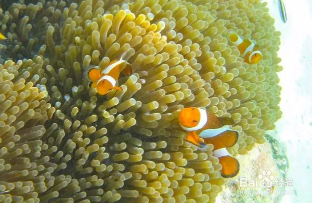 仙本那旅游攻略