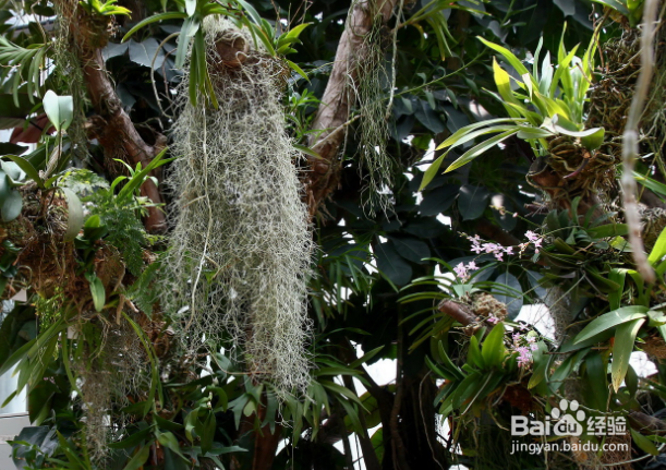 老人须的养殖方法和注意事项