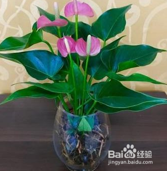 怎样让鲜花水养更久