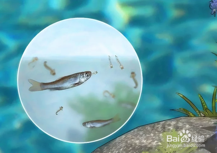 如何驱赶并杀死蚊虫以避免蚊子繁殖