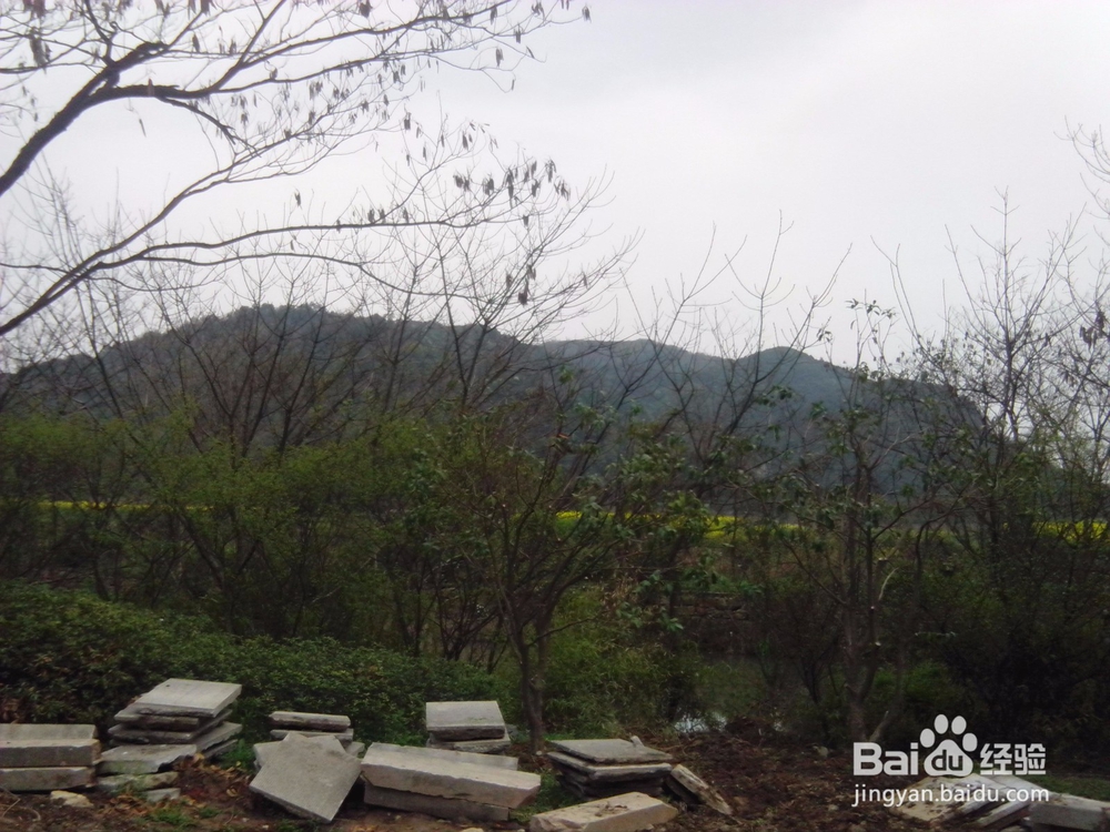 古城绍兴游览体验之宛委山樱花