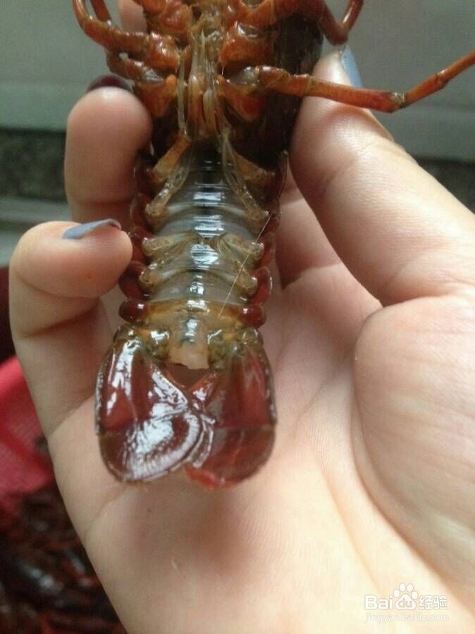 香辣小龙虾排档