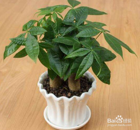 发财树树干萎缩怎么办