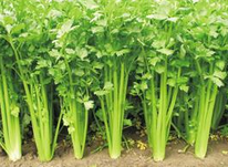 芹菜的功效和预防作用