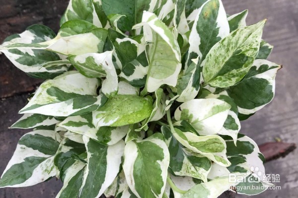 绿萝怎么养才能更旺盛