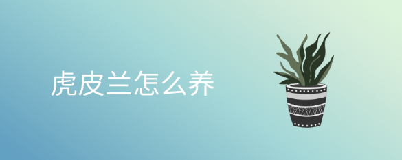虎皮兰怎么养