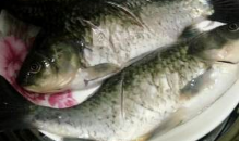 四川小米椒拌鲫鱼做法