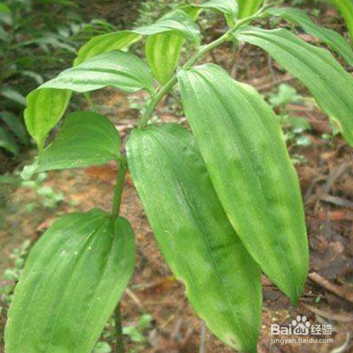 滇黄精的养殖方法和注意事项