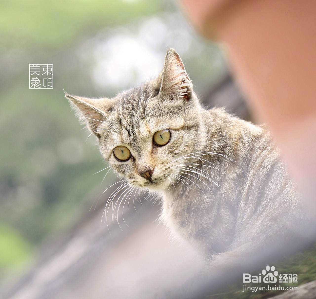 猫咪化毛膏和猫草哪个好