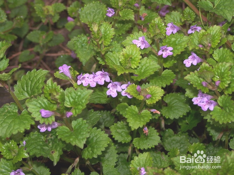 连钱草的栽培技术