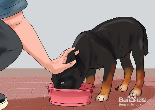 如何训练德国牧羊犬