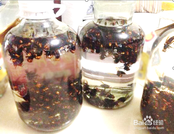 如何自制虎头蜂泡酒